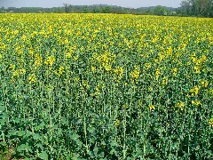 Brassica Napus 001