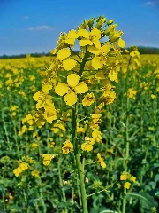 Brassica Napus 002