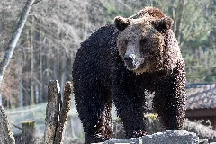 Braunbär Im Wild Und Freizeitpark Allensbach