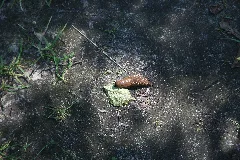 Braune Nacktschnecke