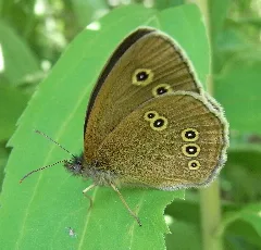 Brauner Waldvogel