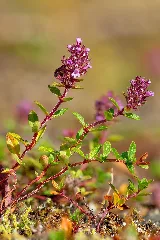 Breitblättrige Thymian (Thymus Pulegioides) 1