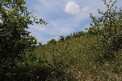 Brochterbeck Naturschutzgebiet Osterklee 02