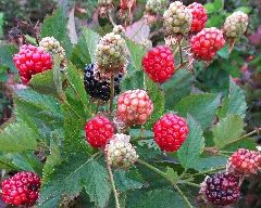 Brombeeren Panoramio