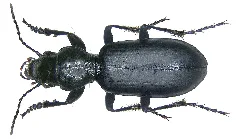 Broscus Cephalotes (Linné, 1758) (2884923593)