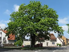 Bs Eiche Veltenhof Nd B9