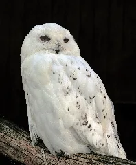 Bubo Scandiacus (Linnaeus, 1758) Male