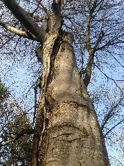 Buchen Biotopbaum