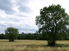 Buchenbach4949