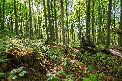 Buchenwald Mit Totholz Im Naturschutzgebiet 'Alter Gleisberg' Bei Jena