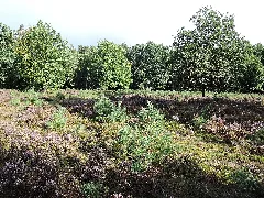 Buckelgräberfeld Von Boltersen P1