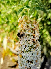 Buddleja With Bumblebee