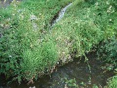 Büchelbachmündung (Bieber)