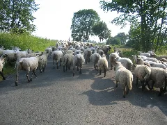 Bünde, Bruchmühlen, Kilver Juni 2009 037