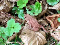 Bufo Bufo Young