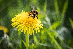 Bumblebee On Dandelion (42916690052)