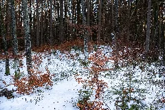 Burgstall Hüribach 4836
