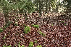 Burgstall Oedenthurn01