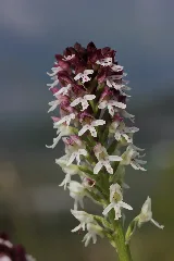 Burnt Tip Orchid Neotinea Ustulata (16781316773)