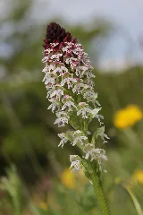 Burnt Tip Orchid Neotinea Ustulata (17194136957)