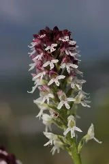 Burnt Tip Orchid Neotinea Ustulata (17214739369)