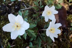 Buschwindröschen (Anemone Nemorosa) (8656574776)