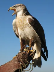 Buteo Regalis 02