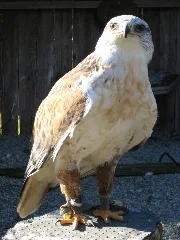 Buteo Regalis 03