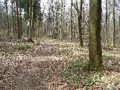 Butterpfad Near Rengsdorf, Germany, View In Western Direction