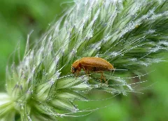 Byturus Tomentosus 01