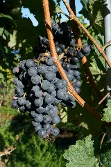 Cépages Du Vully Dornfer
