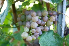 Cépages Du Vully Gewurztraminer 3