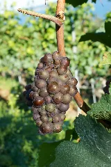 Cépages Du Vully Pinot Gris 3