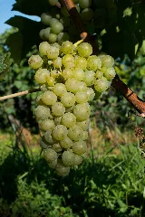 Cépages Du Vully Riesling Sylvaner 2