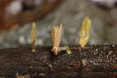 Calocera Sp. (23554202498)