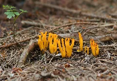 Calocera Viscosa Lc0123