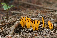 Calocera Viscosa Lc0123 Edit