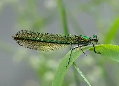 Calopteryx Splendens Qtl2