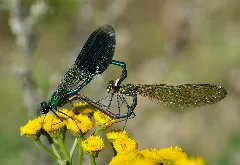 Calopteryx Splendens Qtl7