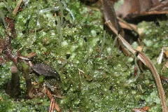 Calypogeia Neesiana (A, 150137 481741) 8340