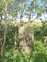 Camina Steinkreuz Ii