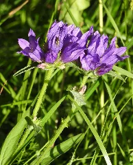 Campanula Glomerata Rf
