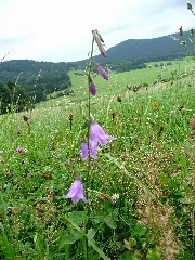 Campanula Rapunculoides Acker Glockenblume