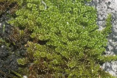 Campylium Halleri (D, 144440 474917) 7322