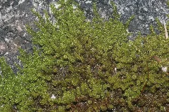 Campylium Halleri (D, 144440 474917) 7327