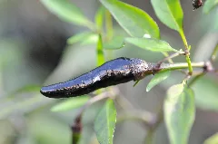 Capsicum Annum Longum Black Nubian