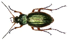 Carabus Auratus Linné, 1761 (2987337736) (2)