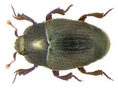 Carcinops Pumilio (Erichson, 1834) (3232044984)