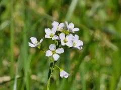 Cardamine Pratensis 189903985