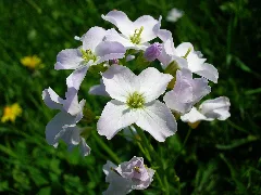 Cardamine Pratensis Flower